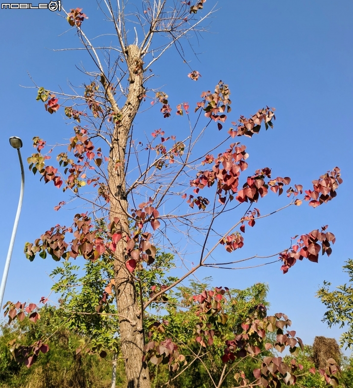 烏桕+蘋婆 台南山海圳綠道 01/14