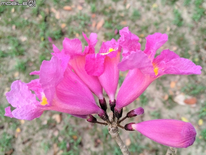 紅花風鈴木 台南市關廟區大潭埤旺萊公園01/26