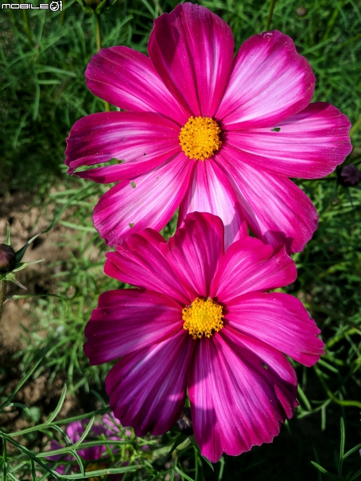 大波斯菊花海+紅花風鈴木 台南市鹽水區信義路+行昌路 01/17