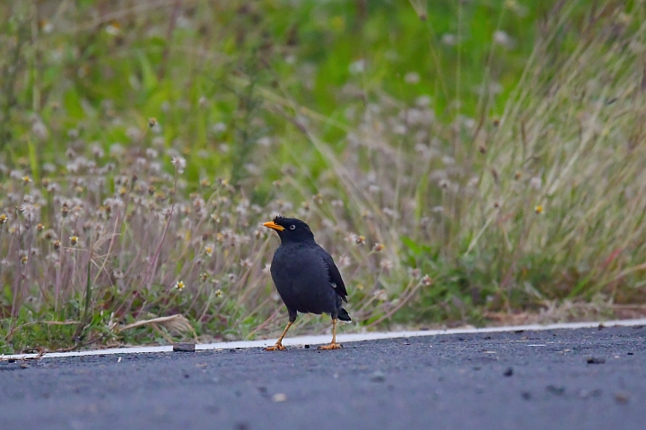 燕子與家鈴鳥草地爭奪與保衛戰
