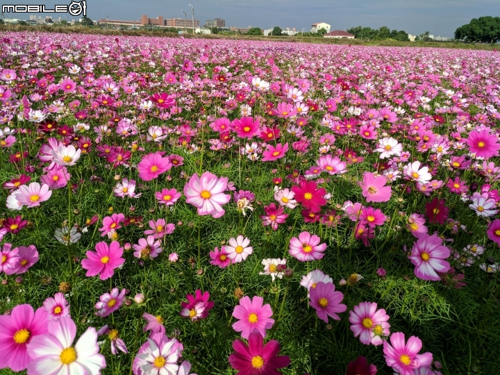大波斯菊花海+紅花風鈴木 台南市鹽水區信義路+行昌路 01/17