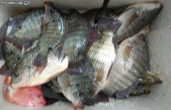元旦三天釣魚假，這次水庫都是小福居多，沒有二斤級的。