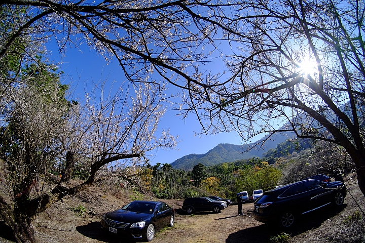 2018賞梅花之亂拍