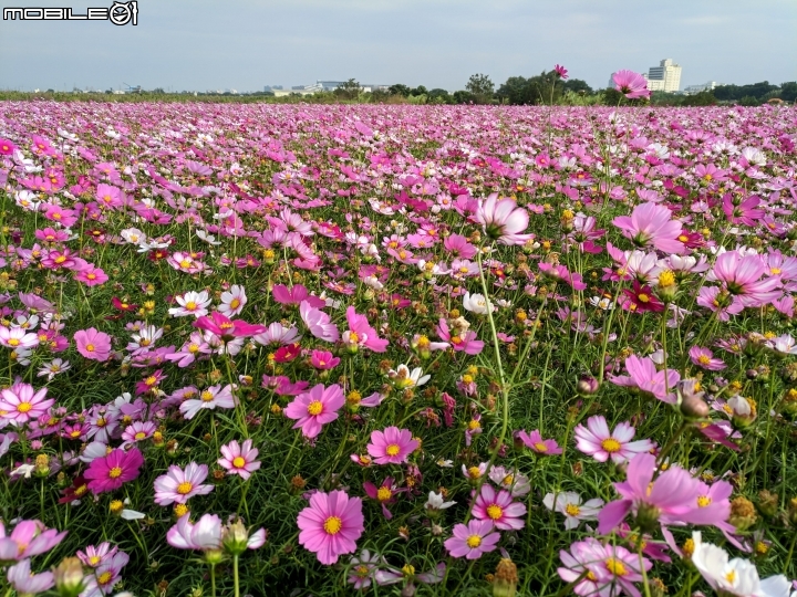 大波斯菊花海+紅花風鈴木 台南市鹽水區信義路+行昌路 01/17