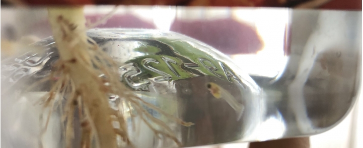 孔雀魚寶寶肚子很大