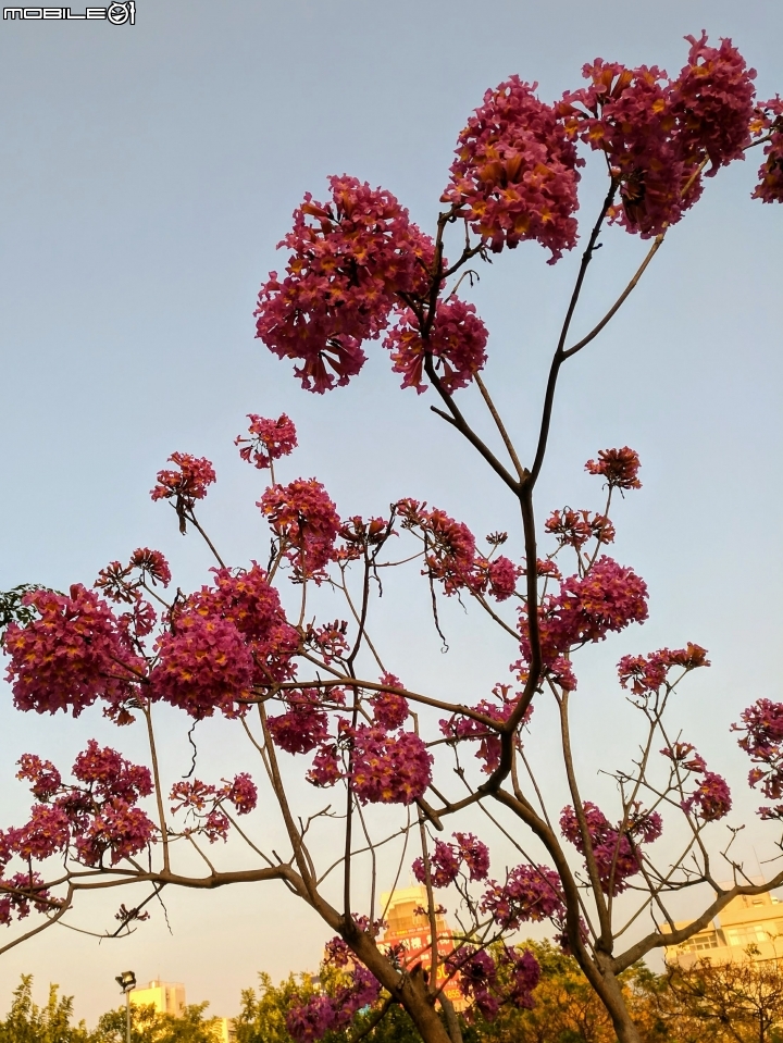 紅花風鈴木 嘉義市東區興中街文化公園 01/01