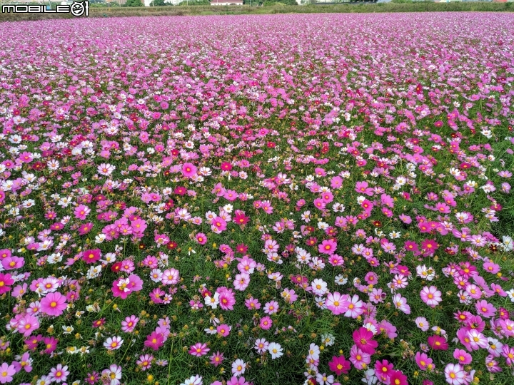 大波斯菊花海+紅花風鈴木 台南市鹽水區信義路+行昌路 01/17