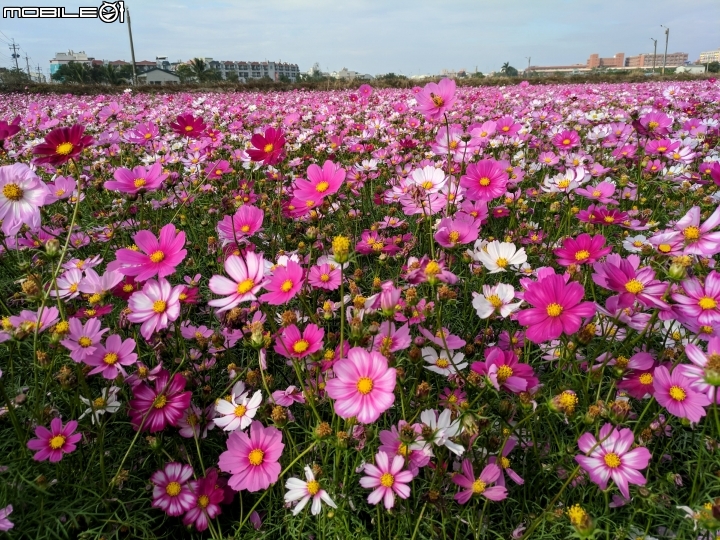 大波斯菊花海+紅花風鈴木 台南市鹽水區信義路+行昌路 01/17