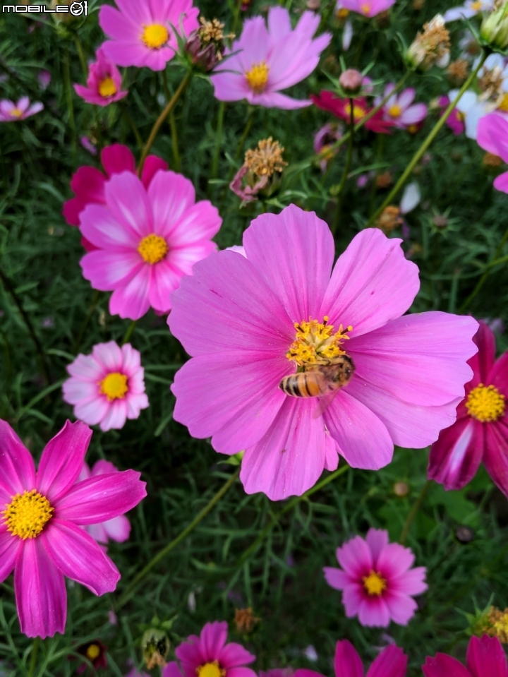 大波斯菊花海+紅花風鈴木 台南市鹽水區信義路+行昌路 01/17