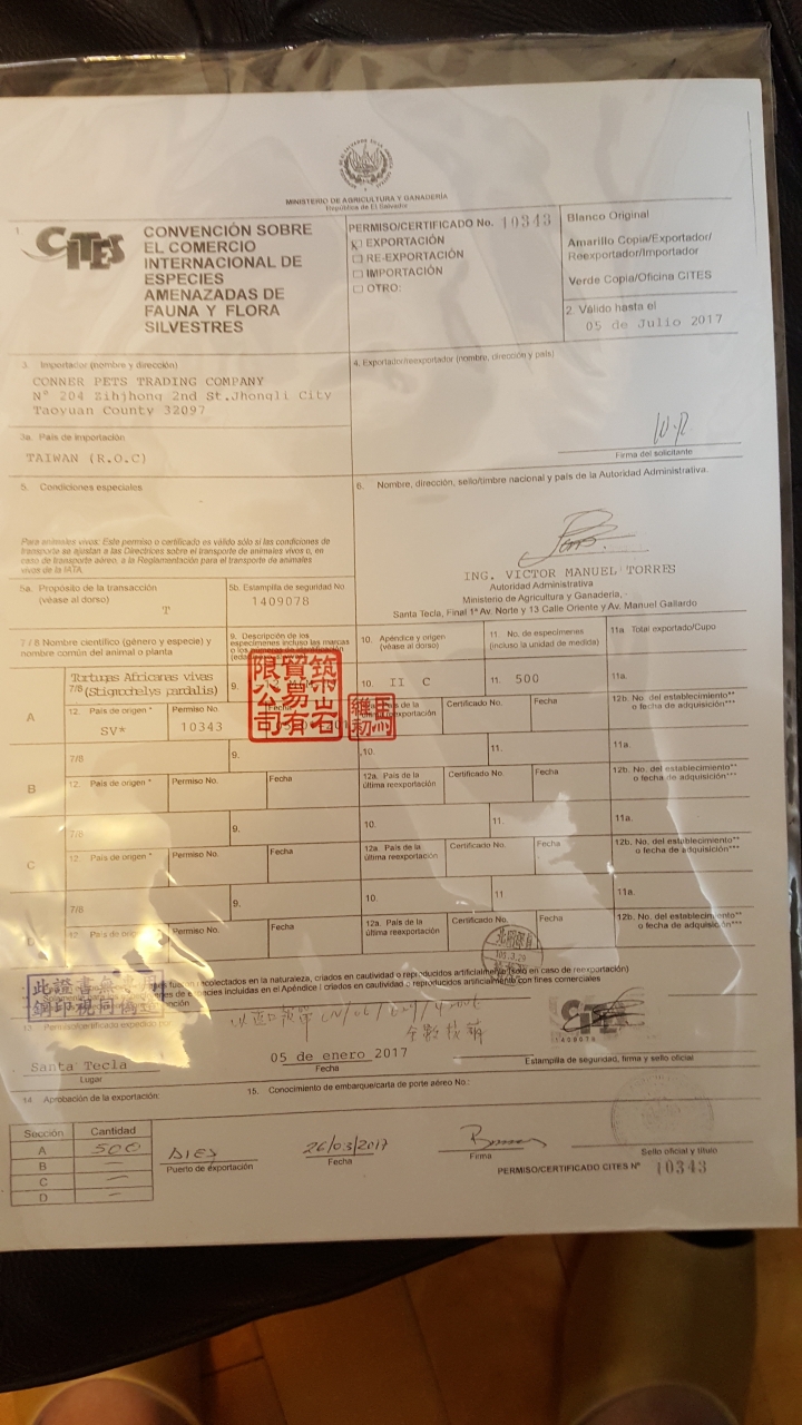我家養的豹紋陸龜剛買到2019年照片