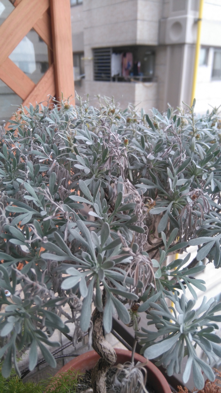 請教-日本芙蓉異常白化現象