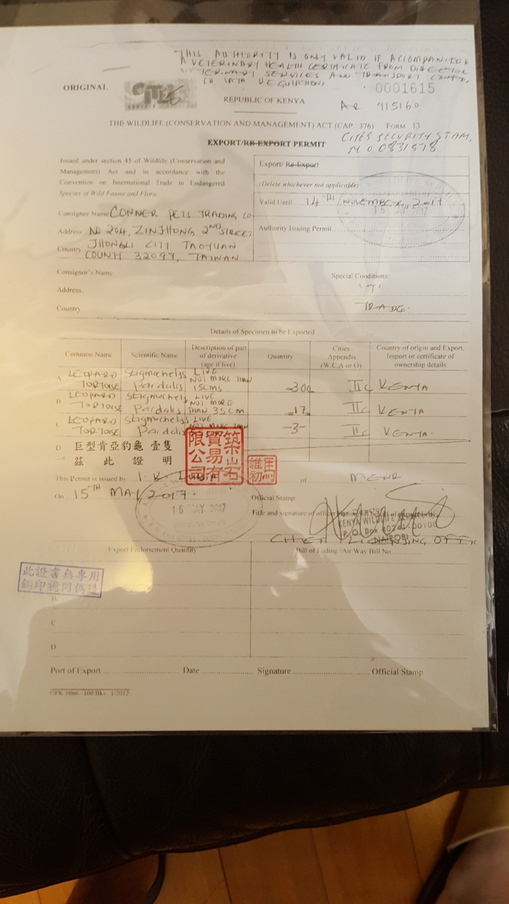 我家養的豹紋陸龜剛買到2019年照片