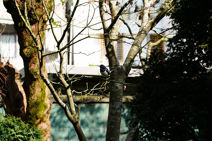 物有所值！Sony FE 24-105 mm F4 G OSS‧旅遊鏡評測（Canon、Nikon、Sigma 同場較勁！）