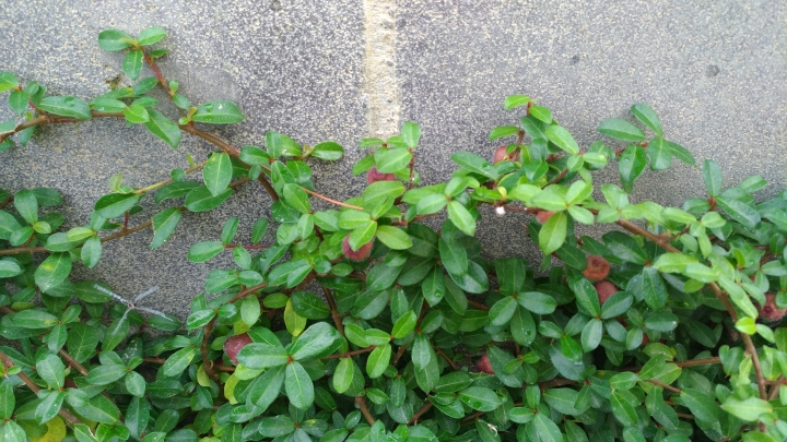 請問這是什麼植物?謝謝您。