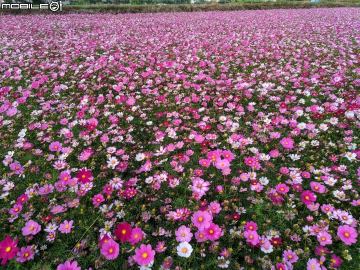 大波斯菊花海+紅花風鈴木 台南市鹽水區信義路+行昌路 01/17