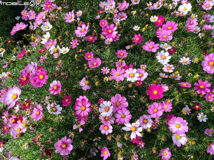 大波斯菊花海+紅花風鈴木 台南市鹽水區信義路+行昌路 01/17