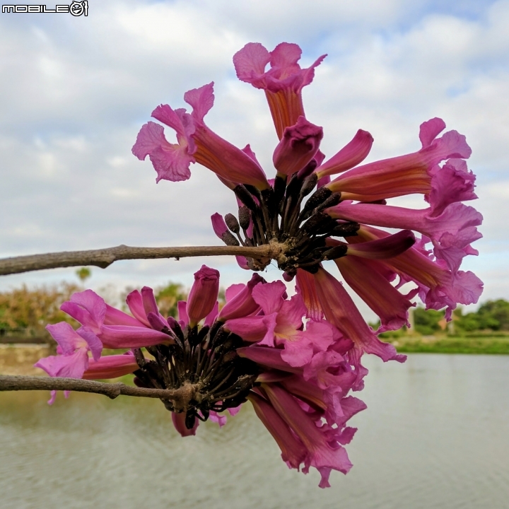 大波斯菊花海+紅花風鈴木 台南市鹽水區信義路+行昌路 01/17
