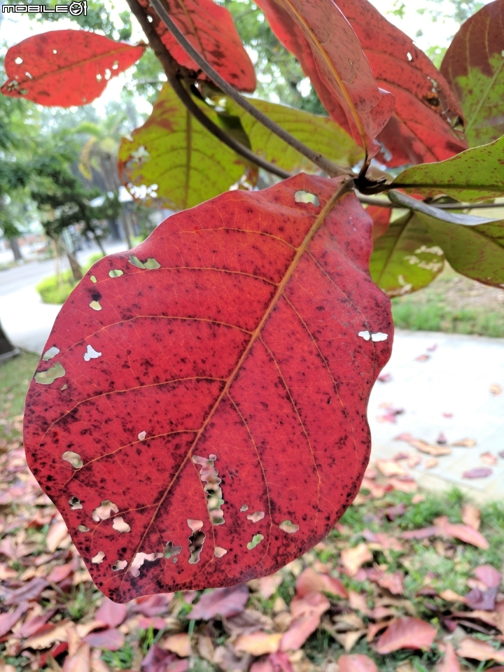 睡蓮+粉撲花 台南市佳里區營頂里佳福寺 01/21