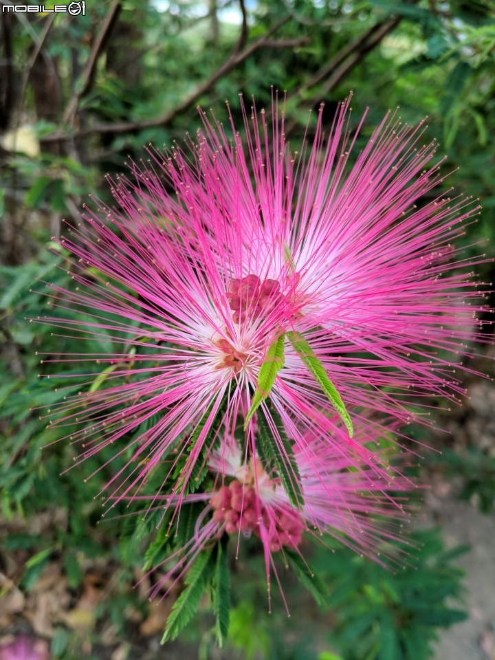 紅花風鈴木 台南市永康公園 01/25