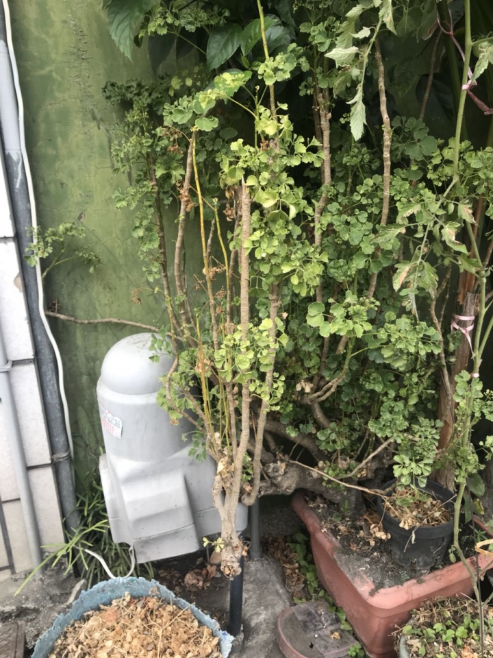 詢問植物名稱