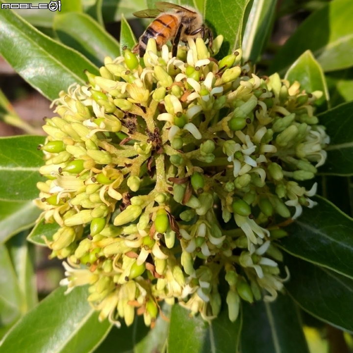 黃連木葉轉紅+海桐 台南市 新市區 樹谷園區 樹谷懷舊餐廳12/30