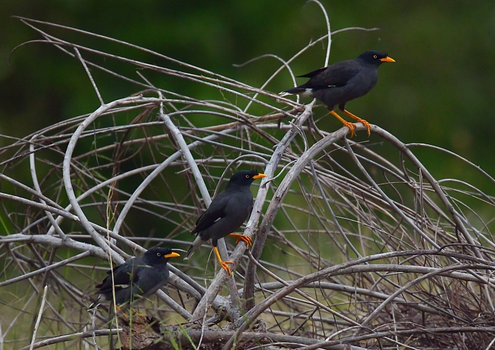 燕子與家鈴鳥草地爭奪與保衛戰