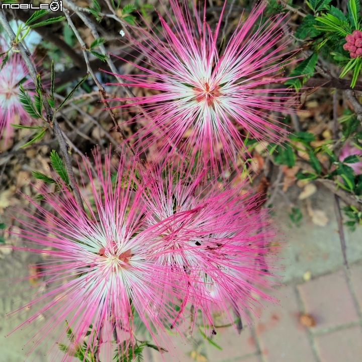 紅花風鈴木 台南市永康公園 01/25