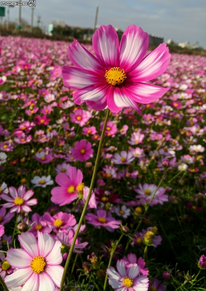 大波斯菊花海+紅花風鈴木 台南市鹽水區信義路+行昌路 01/17