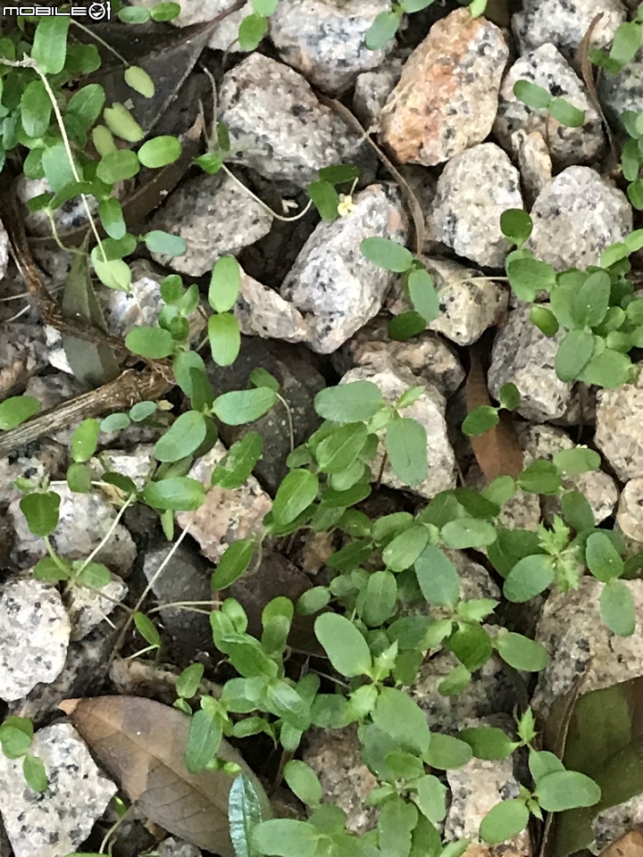 請問這是什麼植物？要不要留