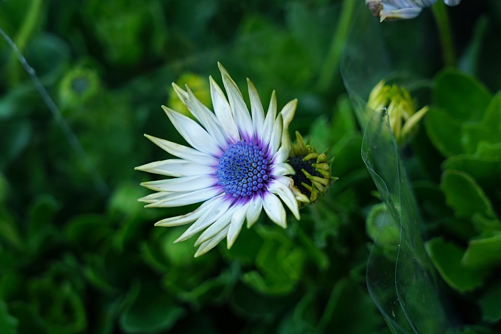 物有所值！Sony FE 24-105 mm F4 G OSS‧旅遊鏡評測（Canon、Nikon、Sigma 同場較勁！）