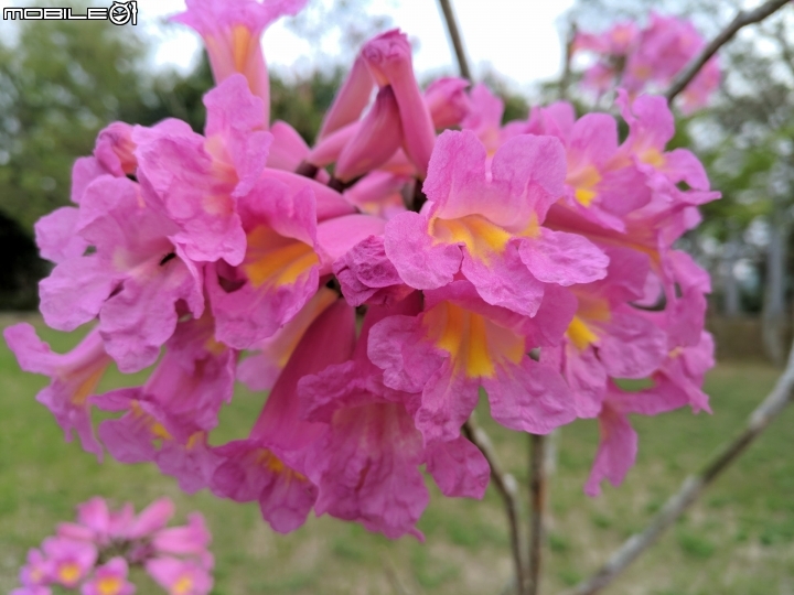 紅花風鈴木 台南市關廟區大潭埤旺萊公園01/26
