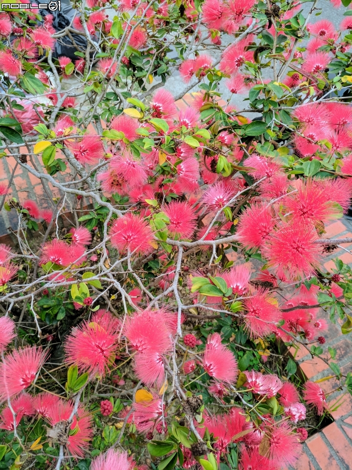 粉撲花 台南市歸仁區歸仁運動公園 01/26