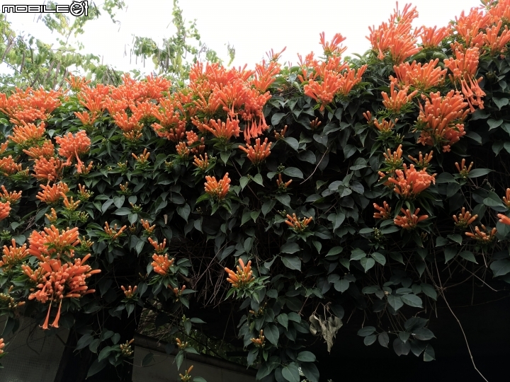 炮仗花 台南市後壁區福安里7-11連營門市 01/27