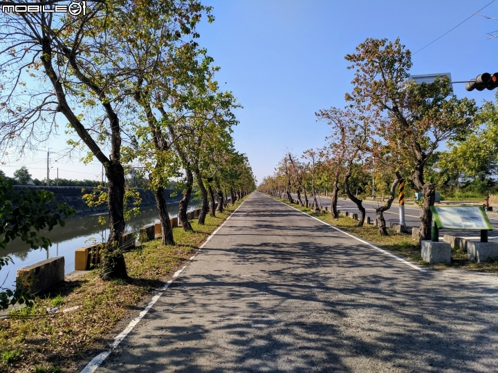 烏桕+蘋婆 台南山海圳綠道 01/14