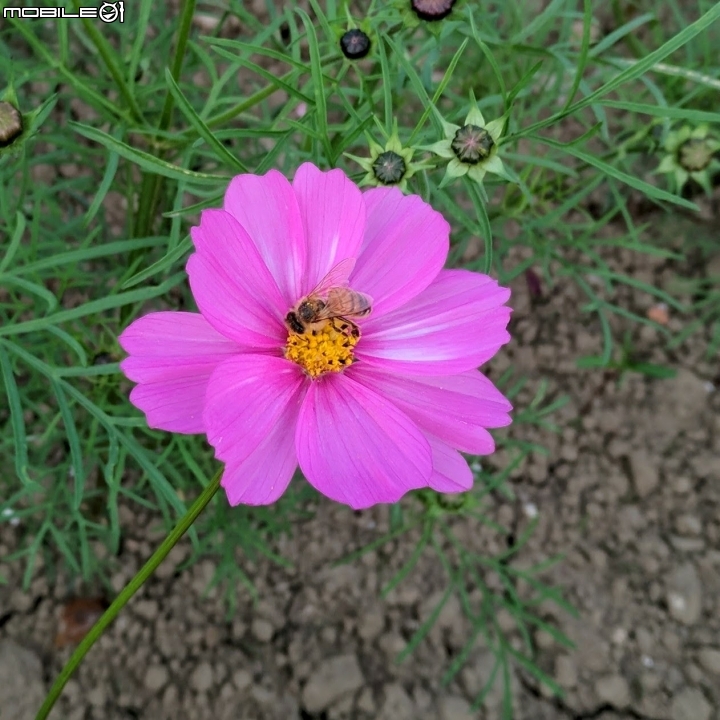 大波斯菊花海+紅花風鈴木 台南市鹽水區信義路+行昌路 01/17