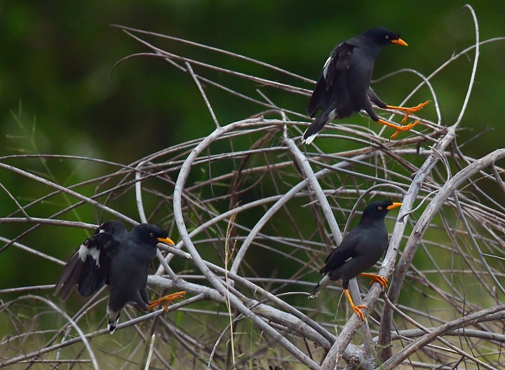 燕子與家鈴鳥草地爭奪與保衛戰
