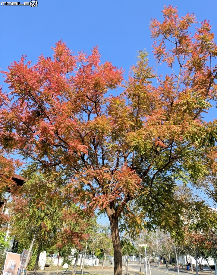 黃連木葉轉紅+海桐 台南市 新市區 樹谷園區 樹谷懷舊餐廳12/30