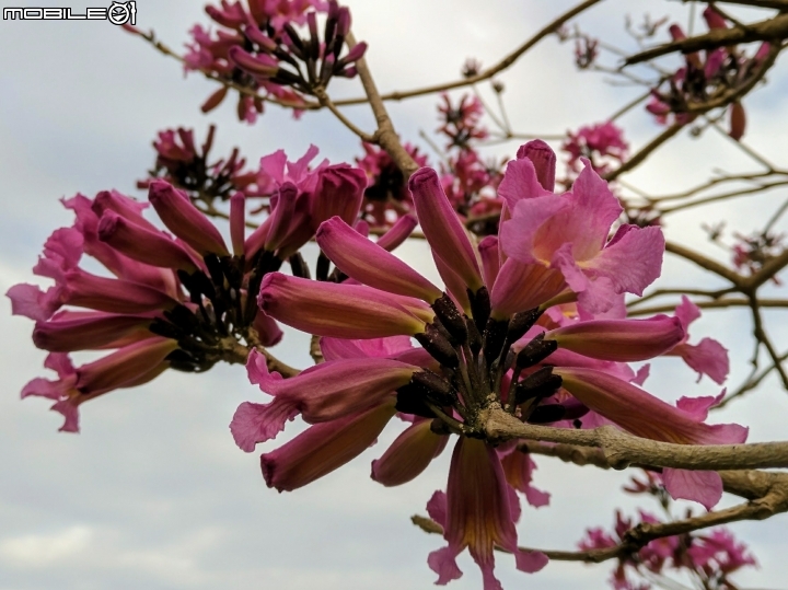 大波斯菊花海+紅花風鈴木 台南市鹽水區信義路+行昌路 01/17