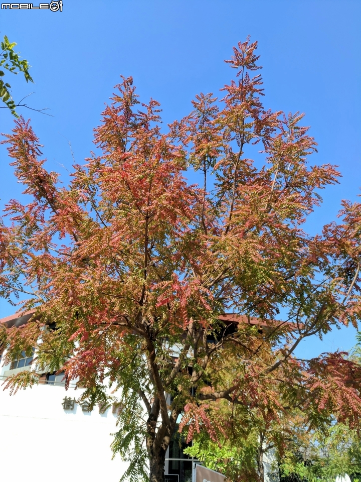 黃連木葉轉紅+海桐 台南市 新市區 樹谷園區 樹谷懷舊餐廳12/30