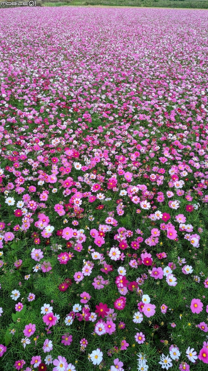 大波斯菊花海+紅花風鈴木 台南市鹽水區信義路+行昌路 01/17