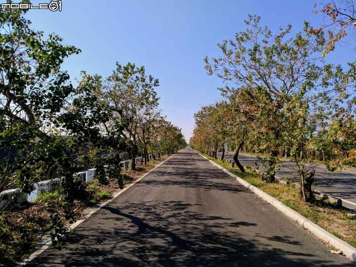 烏桕+蘋婆 台南山海圳綠道 01/14