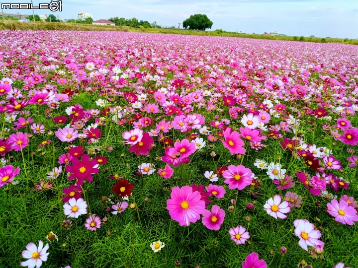 大波斯菊花海+紅花風鈴木 台南市鹽水區信義路+行昌路 01/17