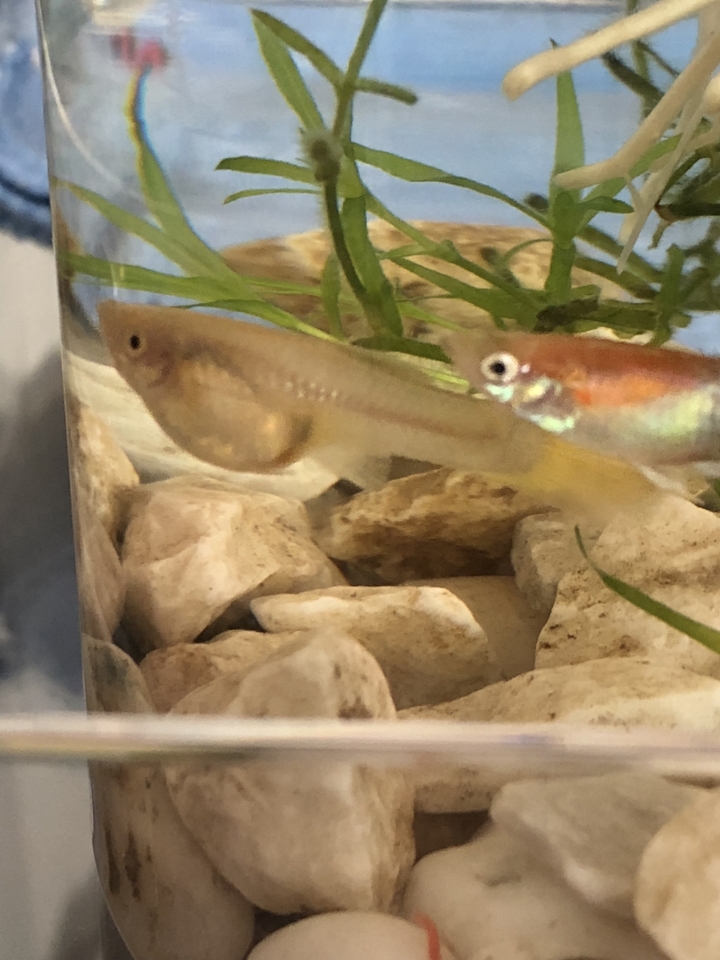 請問我的孔雀魚要生產了嗎？