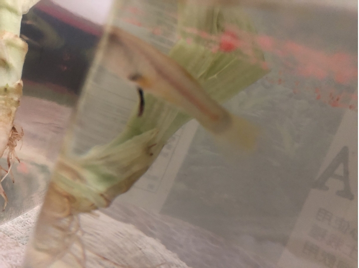 孔雀魚生完寶寶以後屁股連著一條黑黑的東西