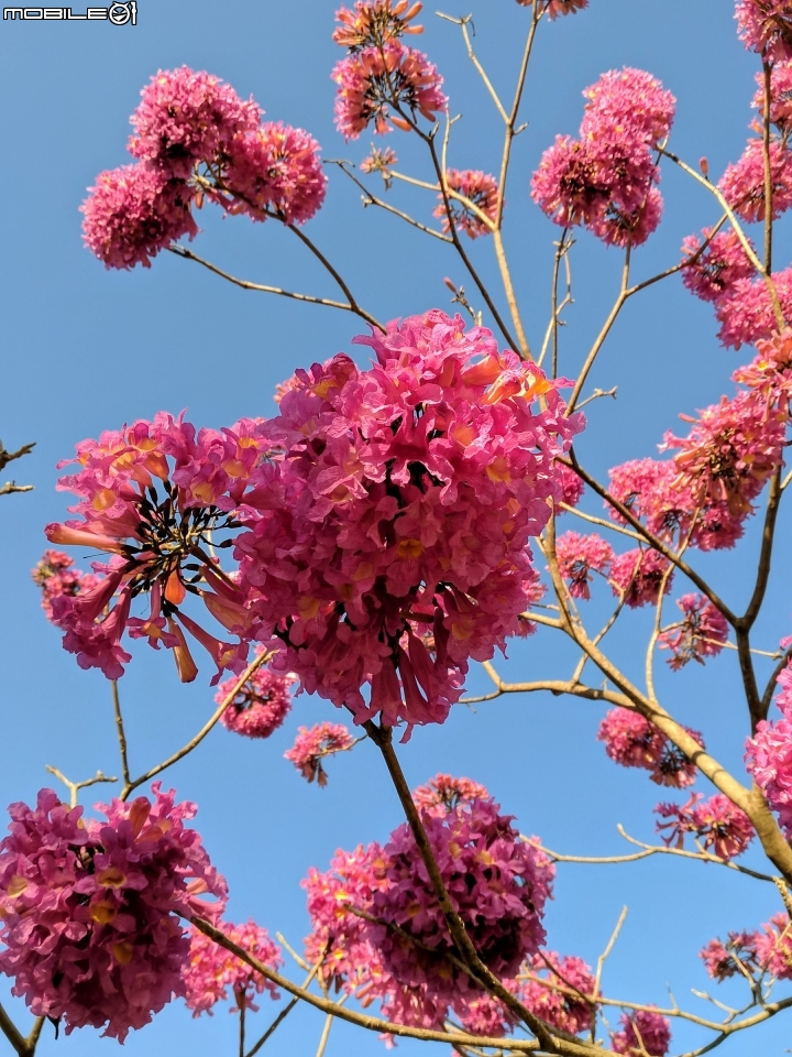 紅花風鈴木 嘉義市東區興中街文化公園 01/01
