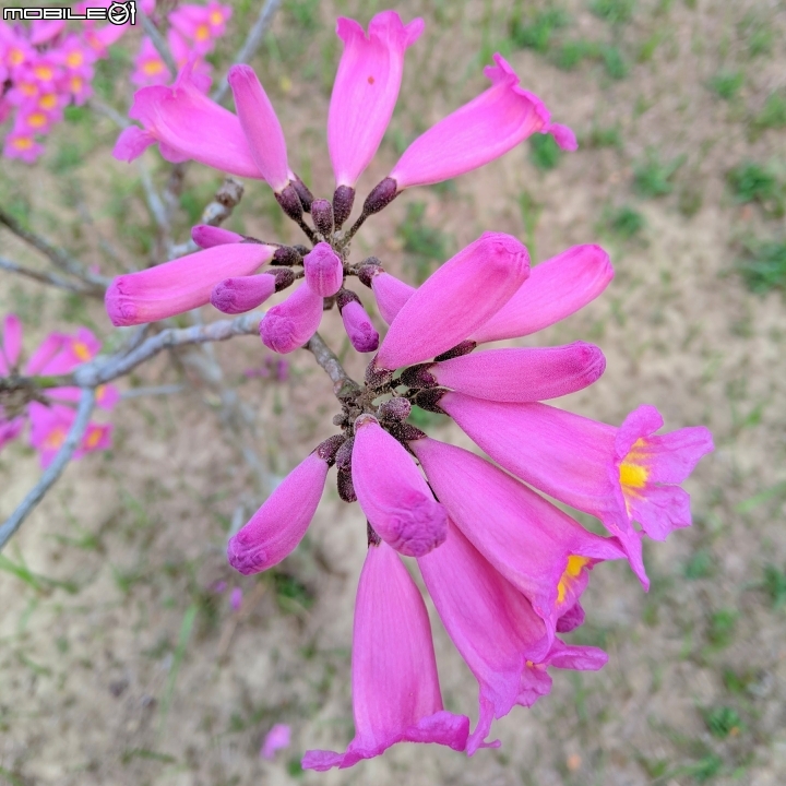 紅花風鈴木 台南市關廟區大潭埤旺萊公園01/26