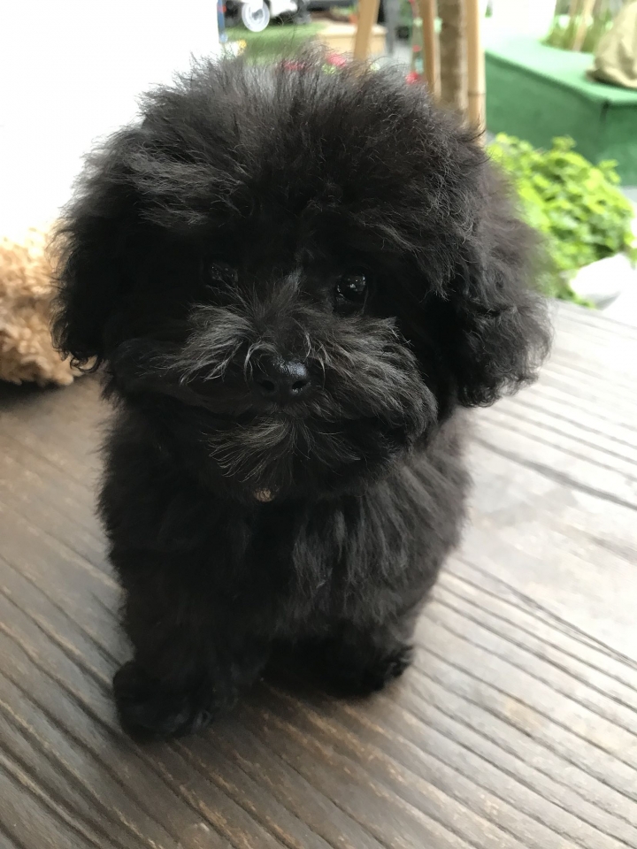 迷你黑貴賓迪迪