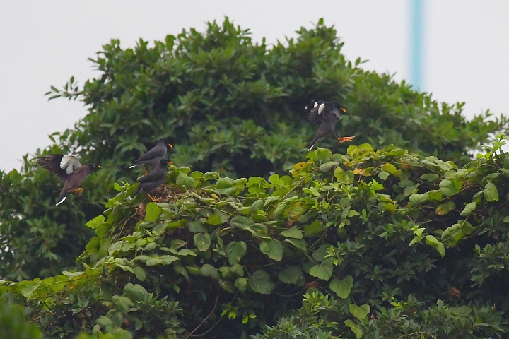燕子與家鈴鳥草地爭奪與保衛戰