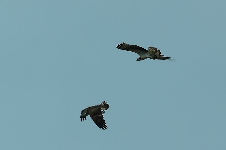 (2月9日、10日無落山風空氣污染嚴重)經常到車城拍魚鷹，其實是要呼吸新鮮空氣，遠離塵霾。