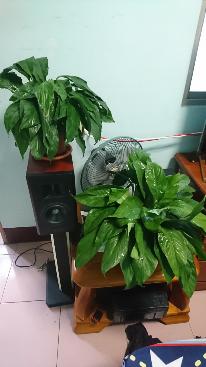 請救救 白鶴芋 新手 葉皺 黃 爛 附圖